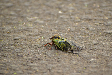 地面のエゾゼミ