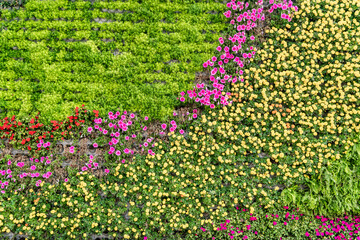 Fototapeta premium Background material of flowers and plants wall..