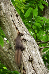 クルミの木に登る夏の子リス