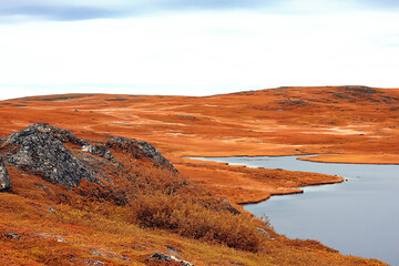 Obraz premium autumn forest landscape / yellow forest, trees and leaves October landscape in the park