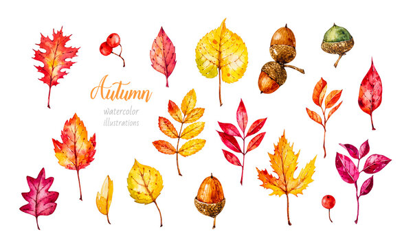 Autumn leaves. Watercolor botanical hand drawn illustration. Greenery, acorns, rowan, autumn flora.