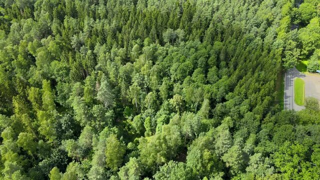 Aerial View Over Beautiful Tall Green Lush Deciduous Forest