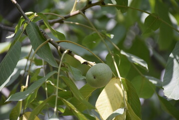   green walnut 