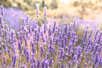 Closeup on mountain lavender on Hvar island, Croatia with flare