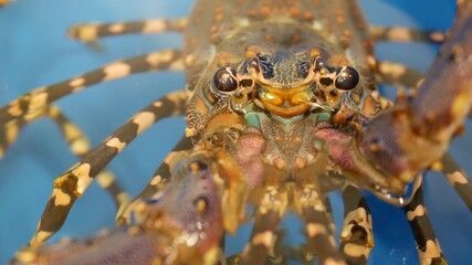 Close up macro, alive raw lobsters in shop. Blue basin with ice water, delicatessen fresh uncooked mediterranean lobsters placed on stall in seafood store. Natural background with marine inhabitants.
