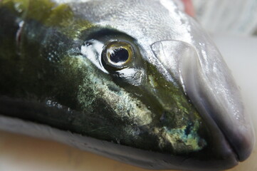 おいしい鰤を捌いて、刺身にしました。