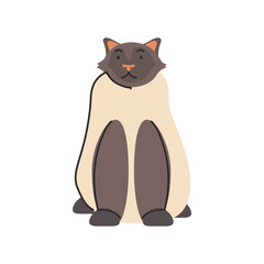 cute domestic cat on white background