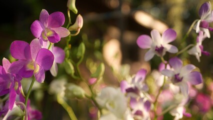 Fototapeta na wymiar Beautiful lilac purple and magenta orchids growing on blurred background of green park. Close up macro tropical petals in spring garden among sunny rays. Exotic delicate floral blossom with copy space