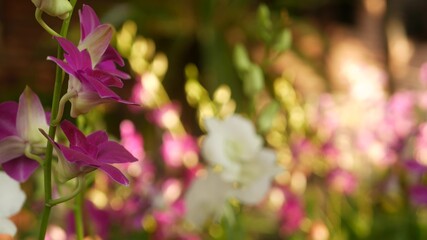 Beautiful lilac purple and magenta orchids growing on blurred background of green park. Close up macro tropical petals in spring garden among sunny rays. Exotic delicate floral blossom with copy space