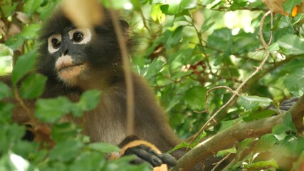 Cute spectacled leaf langur, dusky monkey on tree branch amidst green leaves in Ang Thong national park in natural habitat. Wildlife of endangered species of animals. Environment conservation concept
