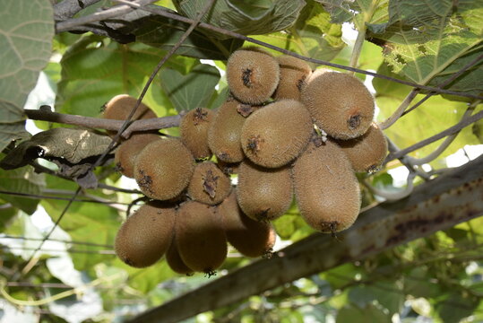   kiwi fruit 