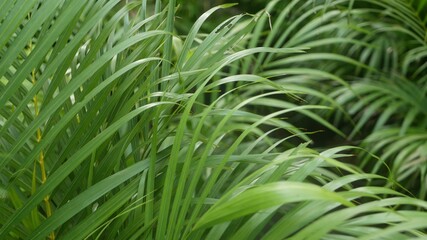 Bright juicy exotic tropical greenery in jungle. Selective focus natural organic background, unusual plant foliage. Calm relaxing wild paradise rainforest abstract fresh leaves texture, bokeh.