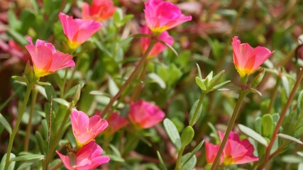 Pink flowers growing in garden. Beautiful pink flowers growing on green flowerbed on sunny day in park in summer