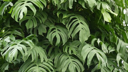 Juicy exotic tropical monstera leaves texture backdrop, copyspace. Lush foliage, greenery in paradise garden. Abstract natural dark green jungle vegetation background pattern, wild summer rain forest.