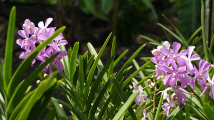Blurred macro close up, colorful tropical orchid flower in spring garden, tender petals among sunny lush foliage. Abstract natural exotic background with copy space. Floral blossom and leaves pattern