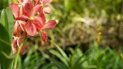 Blurred macro close up, colorful tropical orchid flower in spring garden, tender petals among sunny lush foliage. Abstract natural exotic background with copy space. Floral blossom and leaves pattern