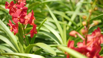 Blurred macro close up, colorful tropical orchid flower in spring garden, tender petals among sunny lush foliage. Abstract natural exotic background with copy space. Floral blossom and leaves pattern