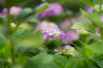 紫陽花