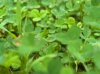 クローバーの畑