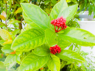 Red Ixora Flower buds in onam with green leaves a view from front.