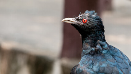A close up of a bird