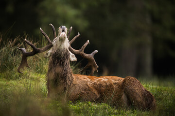 Un cerf élaphe qui brame assis dans la forêt