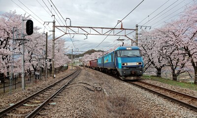 A local train traveling on rail tracks with flourishing sakura cherry blossoms lining up along the railway ~ Spring scenery of sakura namiki along railroad at JR Katsunuma Station in Yamanashi Japan 