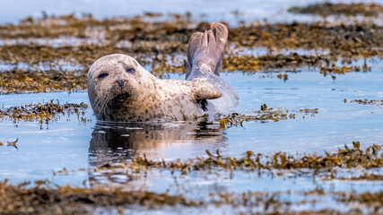 Common or harbour seal lounging on in shallow water surrounded by seaweed in a calm ocean