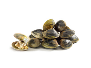 Clams isolated on white background