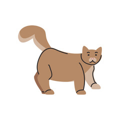 cute domestic cat on white background