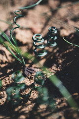 New growth spiral grass blades