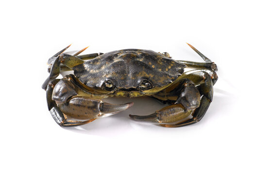 Green crab on white background