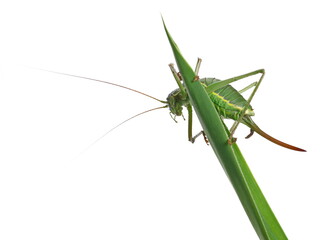 Saddle-backed Bush Cricket (Ephippiger ephippiger) on blade of grass isolated on white background with clipping path