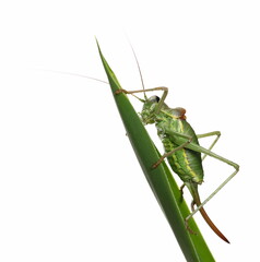 Saddle-backed Bush Cricket (Ephippiger ephippiger) on blade of grass isolated on white background with clipping path