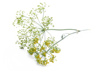 Fresh green dill with yellow flowers isolated on white background