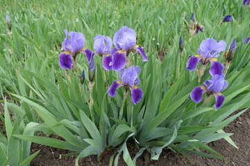 Bunch of flowers of bearded irises in shades of purple