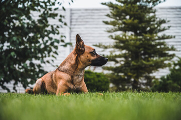 Brown dog portrait. Small dog in garden. Brown dog sitting in grass.