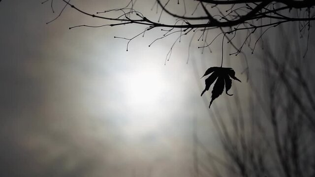 Withered branches with a leaf, a bird flying over, slow motion, cloudy atmosphere, silhouette of winter tree and bird
