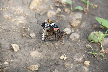 small black butterfly