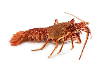 Lobster on white background