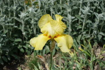 Fototapeta premium Single yellow flower of bearded iris in May