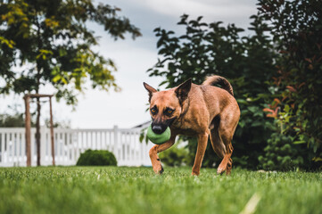 Small brown dog playing with ball. Dog running with orange ball. Dog playing toy. Dog with ball.