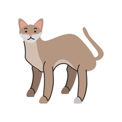 cute domestic cat on white background