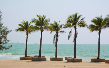 Palm and coconut trees on the beach at Rayong Thailand