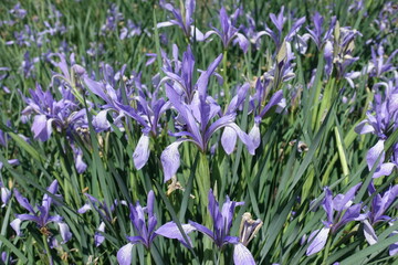 Lots of light violet flowers of Iris sibirica in May