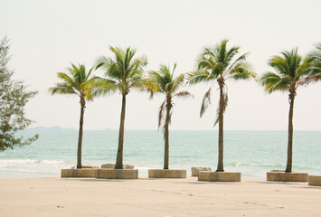 Palm and coconut trees on the beach at Rayong Thailand