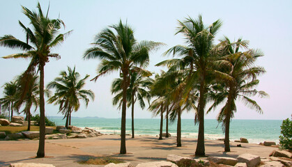 Naklejka na ściany i meble Palm and coconut trees on the beach at Rayong Thailand