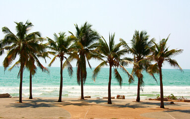 Obraz na płótnie Canvas Palm and coconut trees on the beach at Rayong Thailand