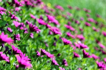 Close-up view of beautiful purple Chrysanthemum flowers blooming among green leaves ~ Spring scenery of lovely wild flowers 