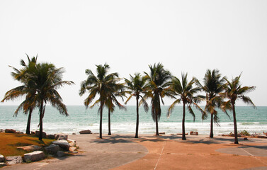 Palm and coconut trees on the beach at Rayong Thailand